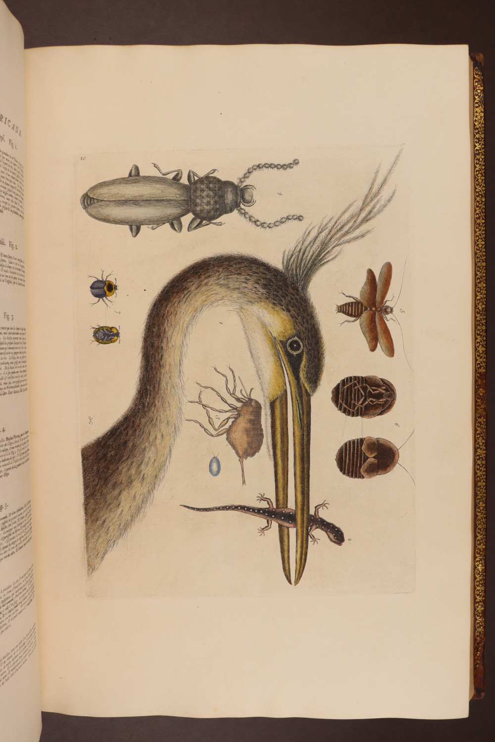 Plate 10